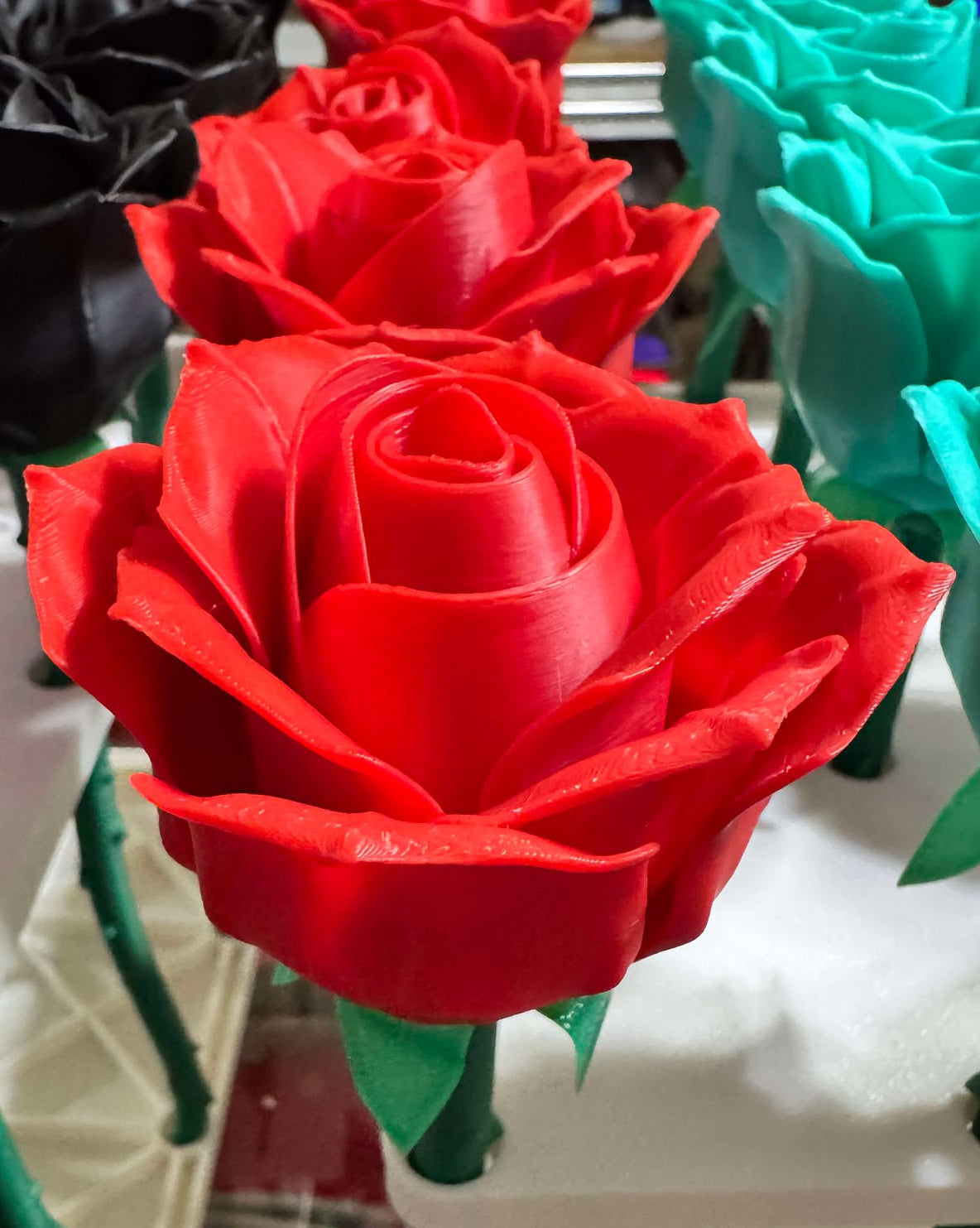 Roses - Full Size